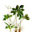 虎掌草 虎掌草