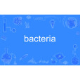 bacteria bacteria