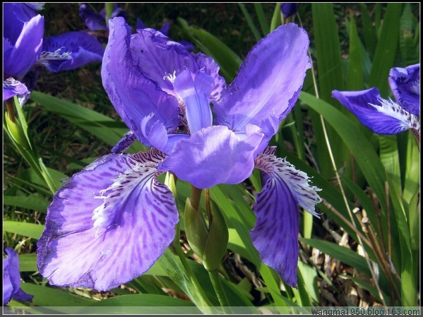 紫色鳶尾花