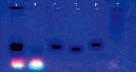 紫外光下凝膠電泳法分離電弧法製備的碳量子點