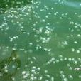 水母暴發 水母暴發