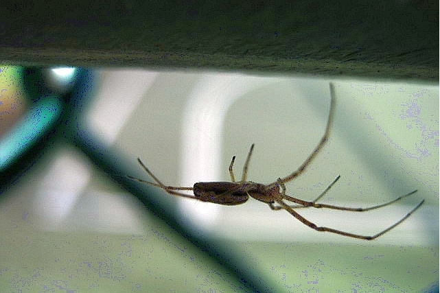 趙丫肖蛸 趙丫肖蛸