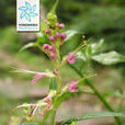 動蕊花 動蕊花