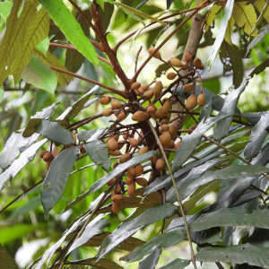 Aglaia argentea