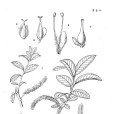 小齒葉柳 小齒葉柳