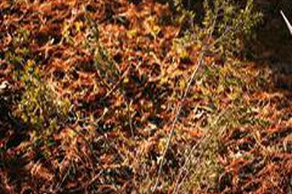 Tsuga canadensis \x27Green Spider\x27 Tsuga canadensis \x27Green Spider\x27