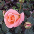 木瓜粉(薔薇屬月季栽培品種) 木瓜粉(薔薇屬月季栽培品種)