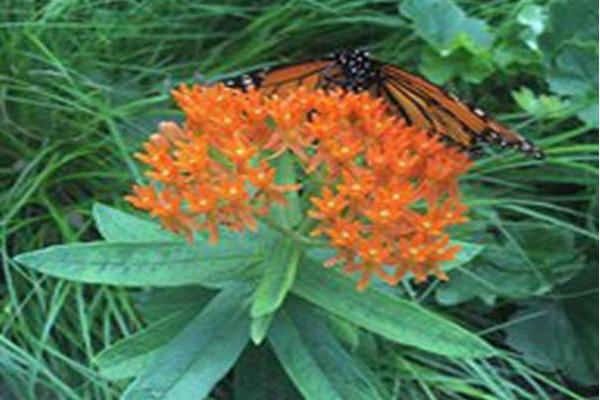 Asclepias tuberosa Asclepias tuberosa