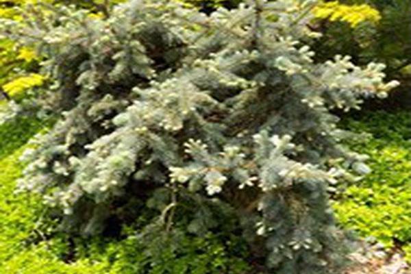 Picea pungens \x27Glauca Prostrata\x27