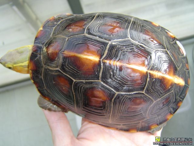 黃緣閉殼龜