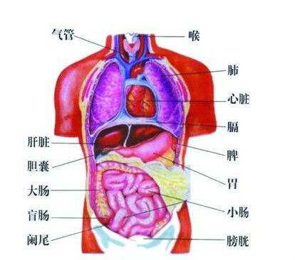 器官死亡 器官死亡