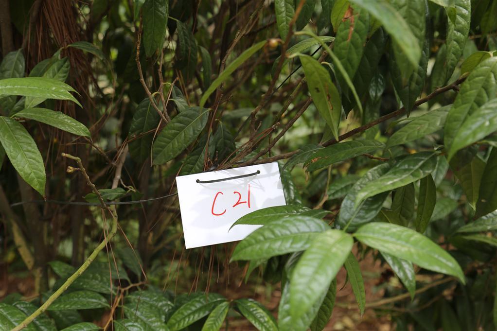 金花茶優樹FS021 金花茶優樹FS021