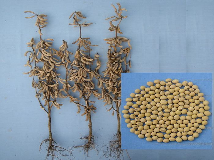 徐豆13號 徐豆13號