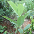 山葛薯 山葛薯