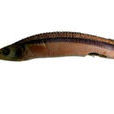 間下鱵魚 間下鱵魚