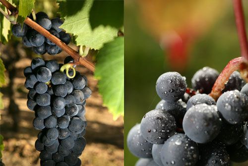 Gamay Gamay