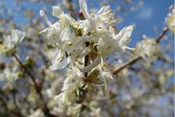 Lonicera standishii Lonicera standishii
