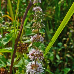 唇萼薄荷(Mentha)