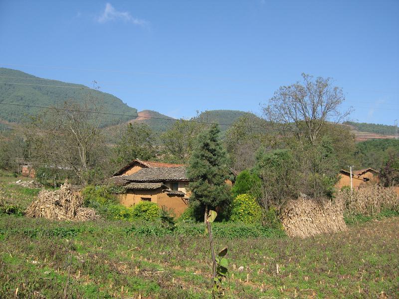江子樹村 江子樹村