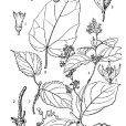 小果微花藤 小果微花藤