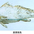 原黃姑魚 原黃姑魚