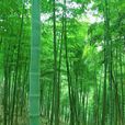 竹(禾本目禾本科植物)