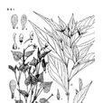 蓼葉堇菜 蓼葉堇菜