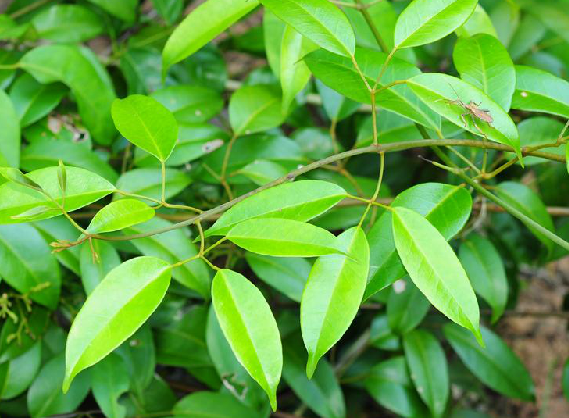 破骨風 破骨風