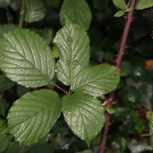 Rubus cissburiensis