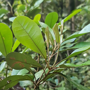 Croton submetallicus