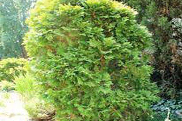 Thuja occidentalis \x27Dorsett Yellow\x27