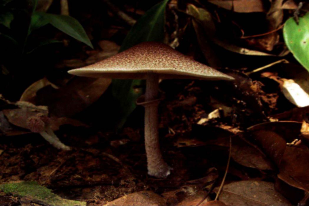 甜蘑菇 甜蘑菇