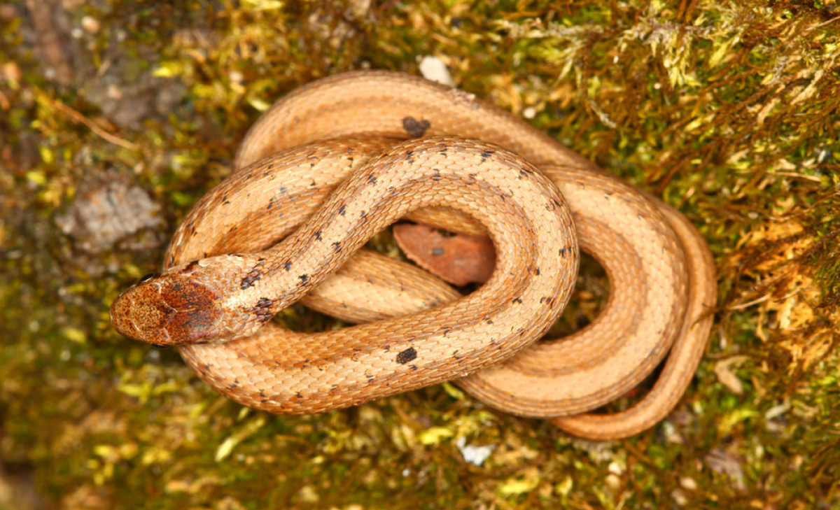 褐蛇