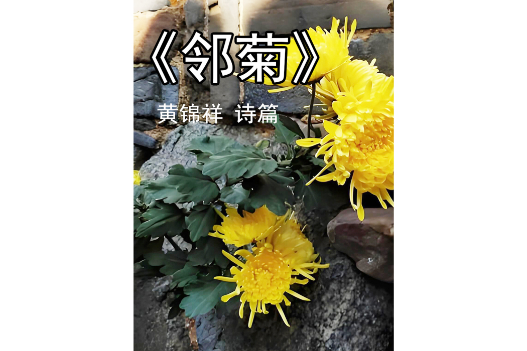 鄰菊 鄰菊