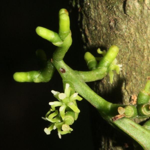 Struthanthus staphylinus