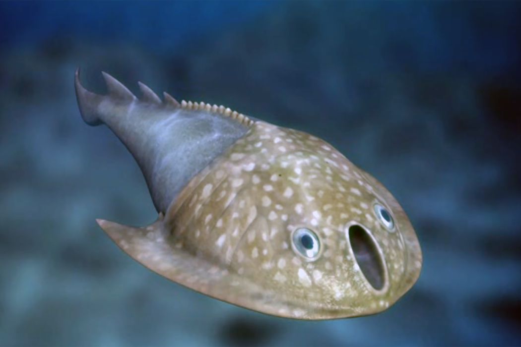 浙江曙魚 浙江曙魚