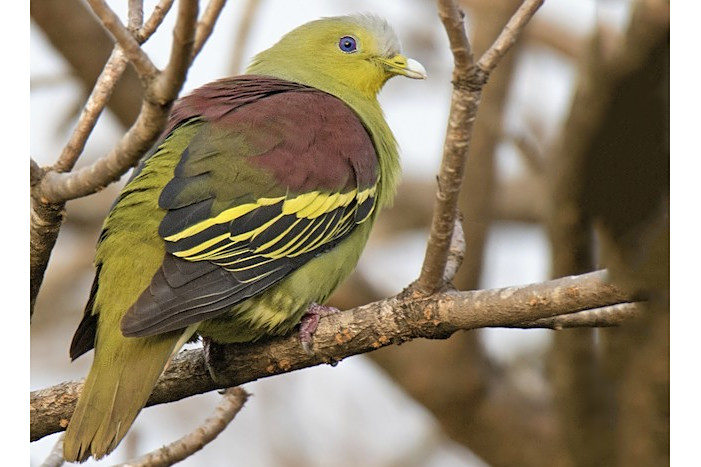 灰額綠鳩 灰額綠鳩
