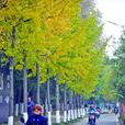 龍蟠路(南京市龍蟠路) 龍蟠路(南京市龍蟠路)