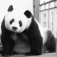 熊貓認養權