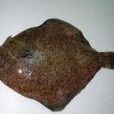 半邊魚(一種魚類,常出沒在廣西的西北部一帶) 半邊魚(一種魚類,常出沒在廣西的西北部一帶)