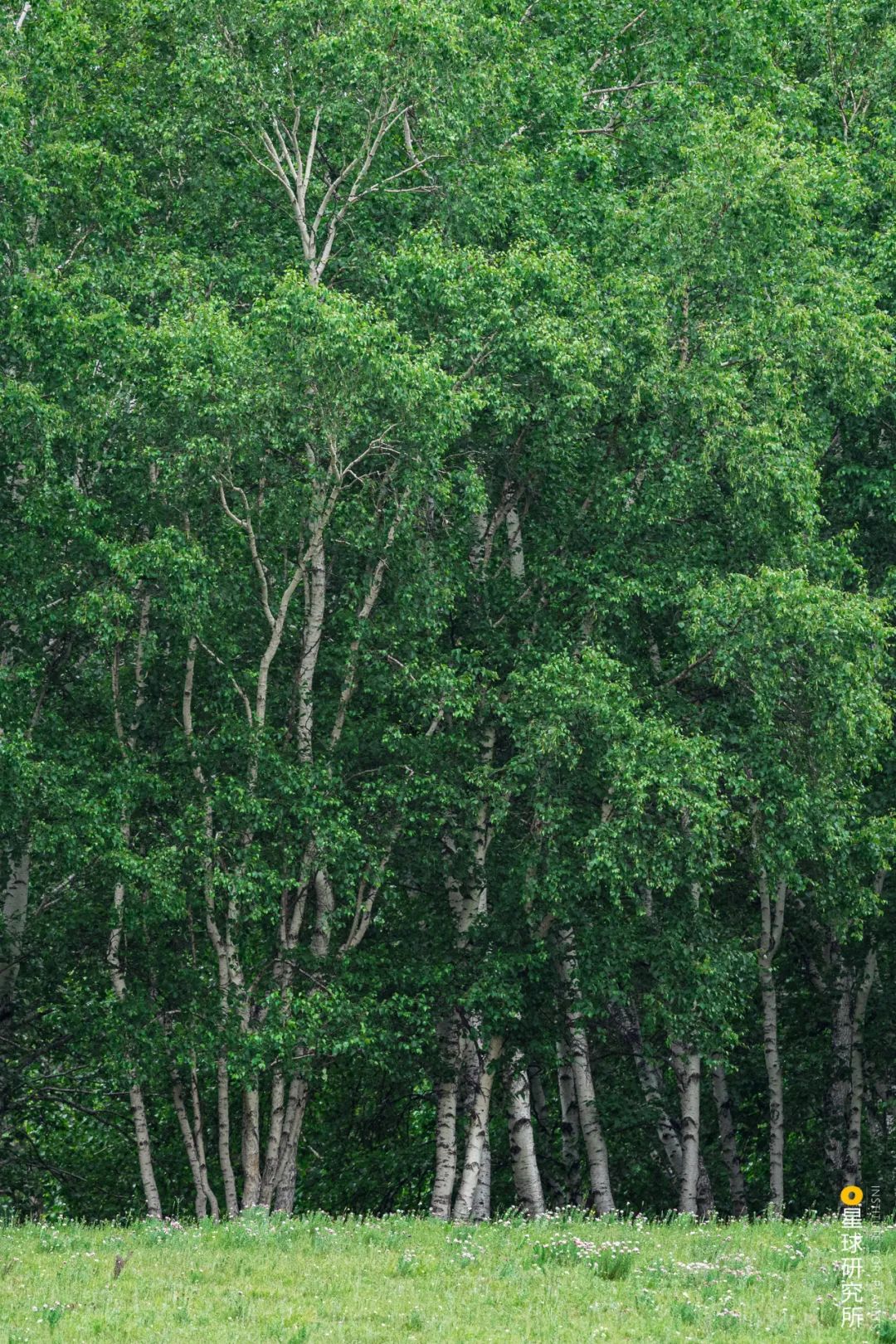 植樹造林，如何改變中國？