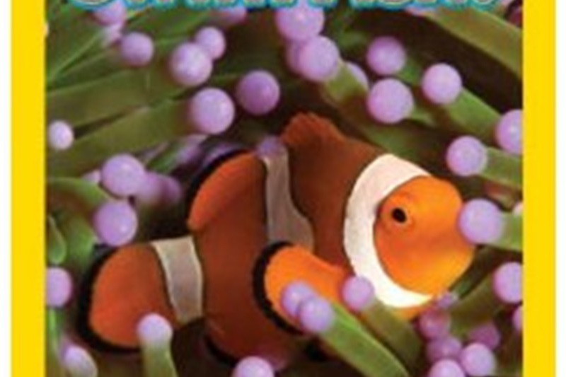 Swim, Fish!: Explore the Coral Reef Swim, Fish!: Explore the Coral Reef