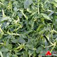 香豆子 香豆子