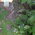 藍萼香茶菜(藍萼香茶菜) 藍萼香茶菜(藍萼香茶菜)