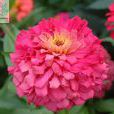 白日菊