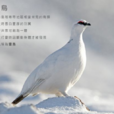 北歐雷鳥 北歐雷鳥