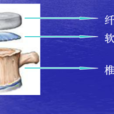 椎體終板 椎體終板