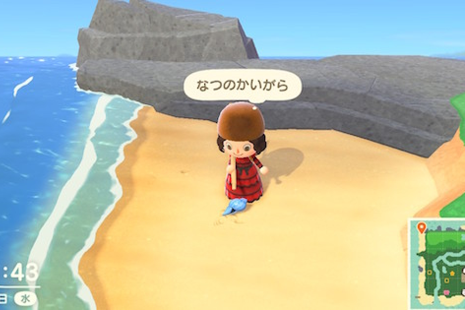 夏天貝殼 夏天貝殼
