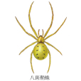 八斑鞘蛛 八斑鞘蛛