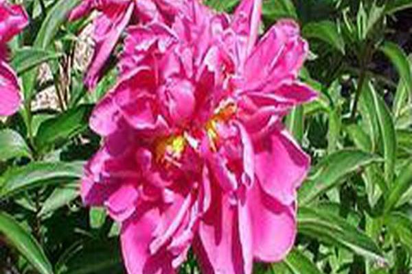 Paeonia lactiflora \x27Karl Rosenfield\x27 Paeonia lactiflora \x27Karl Rosenfield\x27